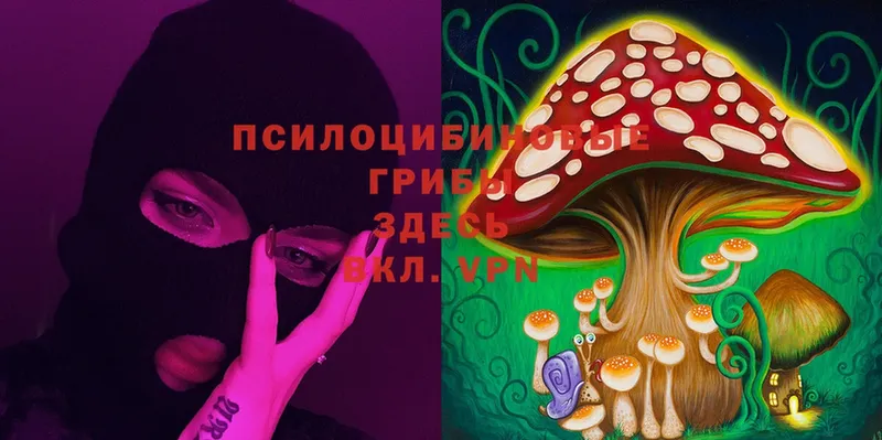 Псилоцибиновые грибы Psilocybe  Коломна 